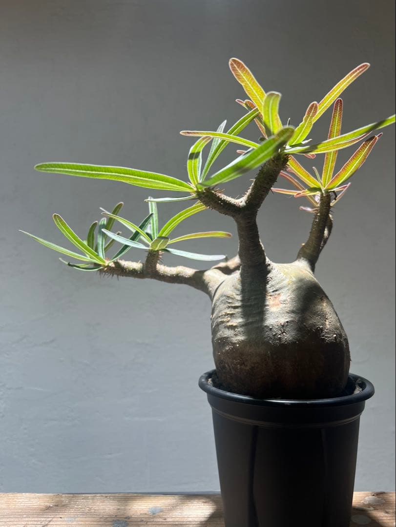 パキポディウム・グラキリス(現地球、発根済)