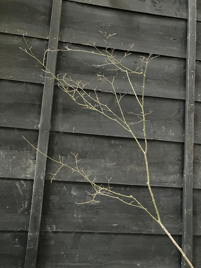 60 山採り　ヤマモミジ