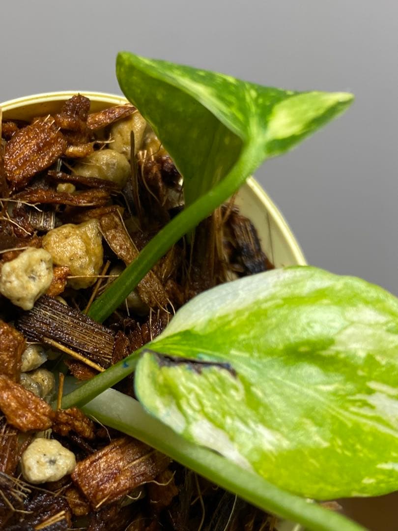 M*0様 ②【超希少‼️】モンステラ　エレクトロライト　斑入り　レア　人気　メル