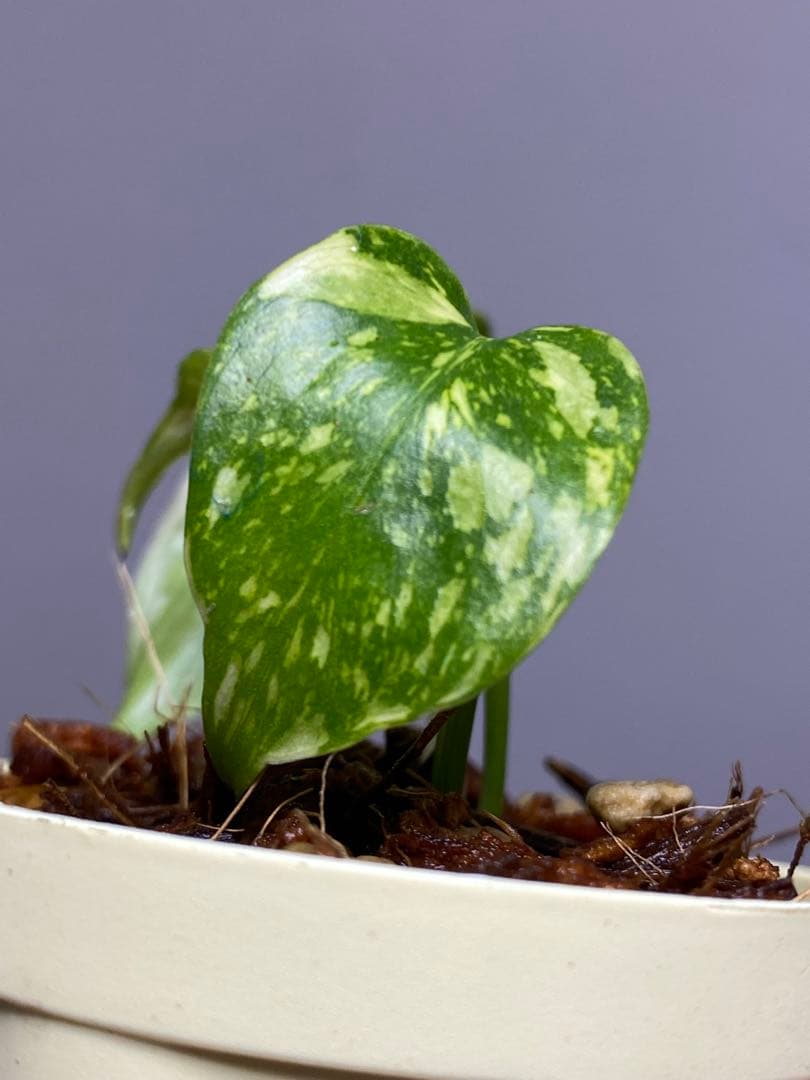 M*0様 ②【超希少‼️】モンステラ　エレクトロライト　斑入り　レア　人気　メル