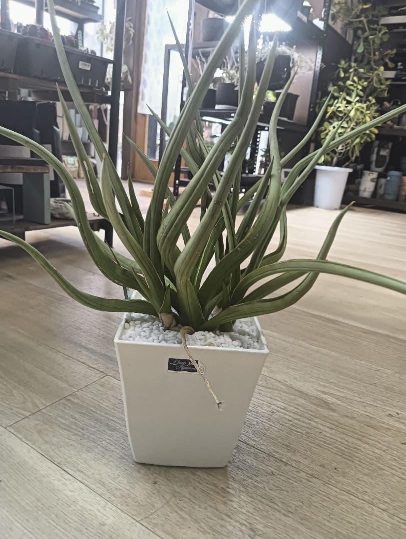 ☆S-33 超希少 特大 標本級ダンシングドラゴン ベアルート