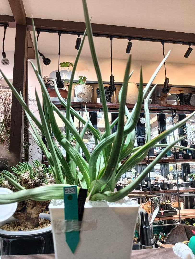 ☆S-33 超希少 特大 標本級ダンシングドラゴン ベアルート