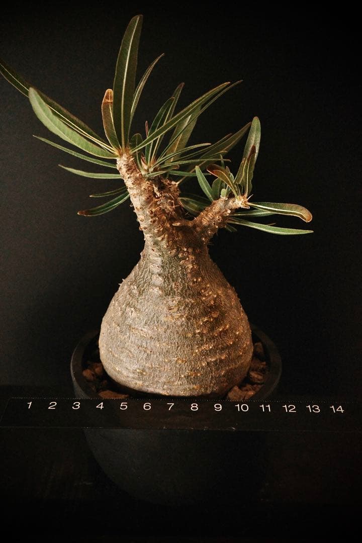 【良型】パキポディウムグラキリス発根済み現地球