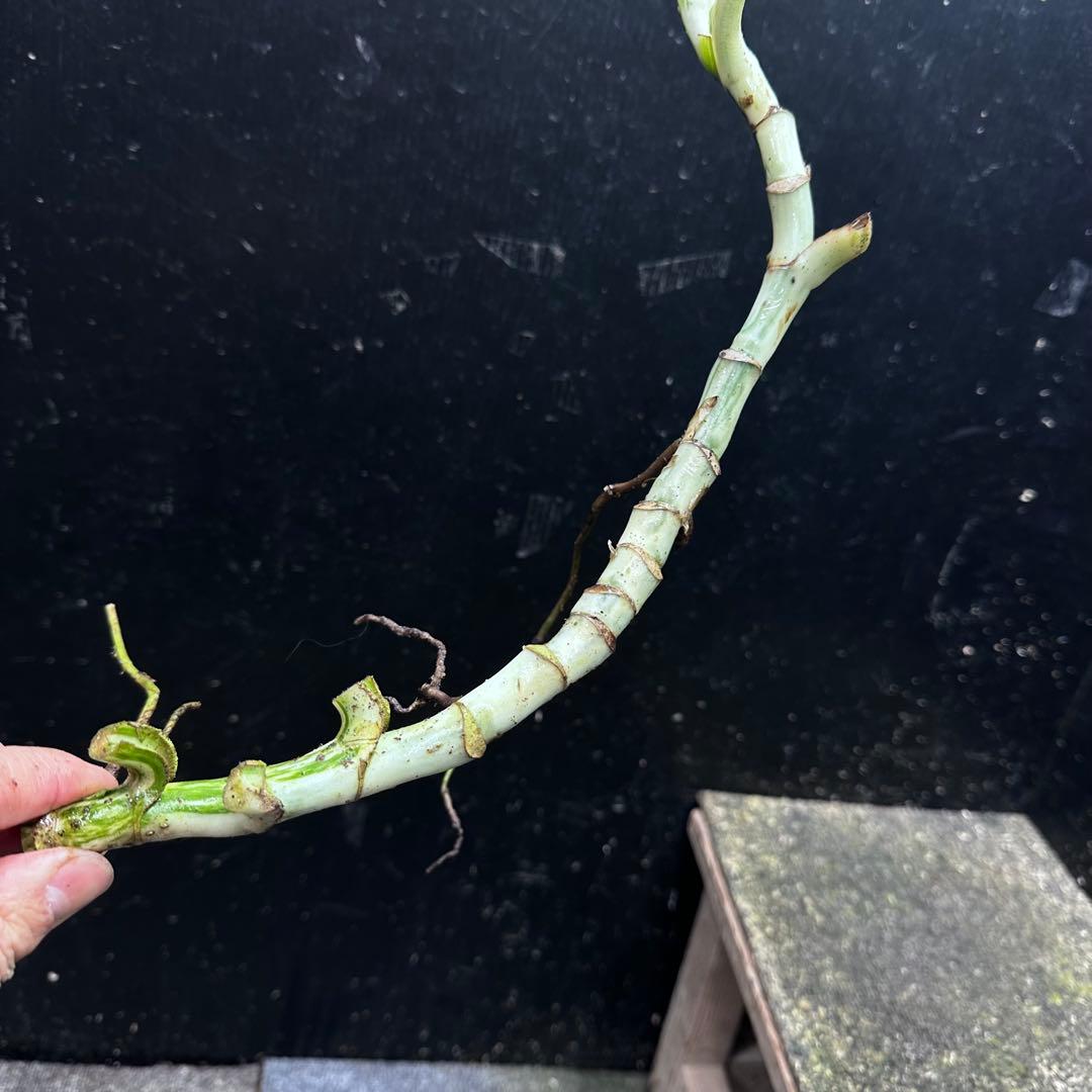 超*✿様 斑入りモンステラホワイトタイガー大茎6株おまとめ