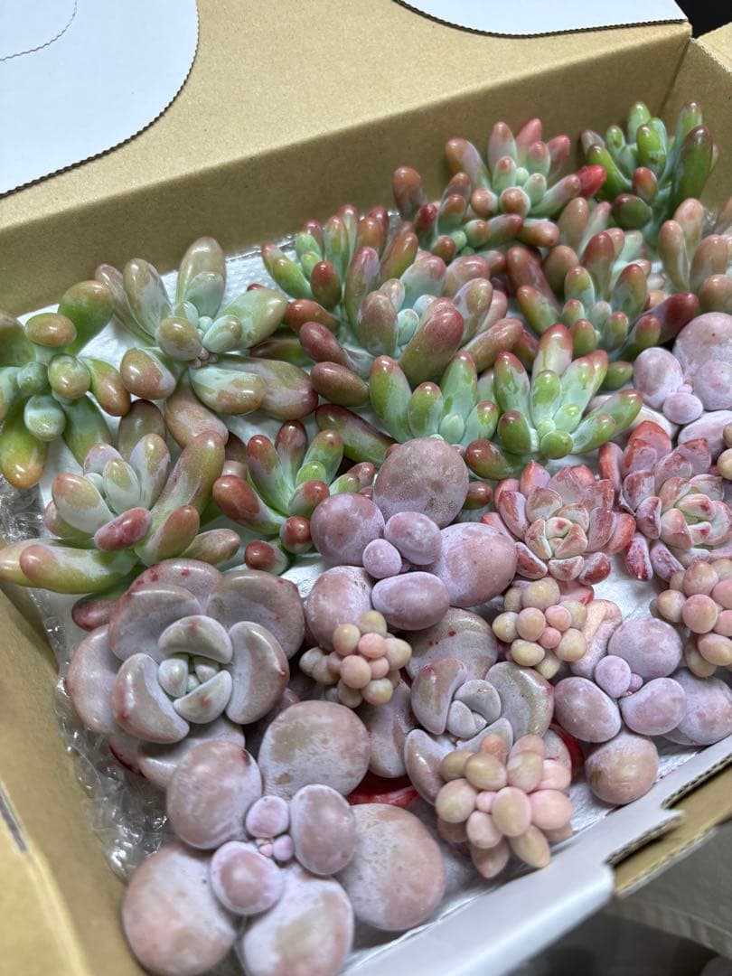 一つ限定！多肉植物♡ピンクむちころセット♡