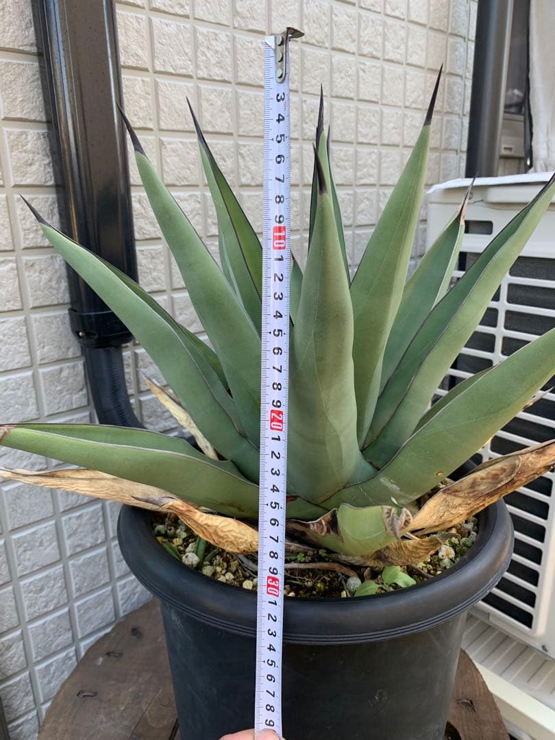 アガベシャークスキン大株