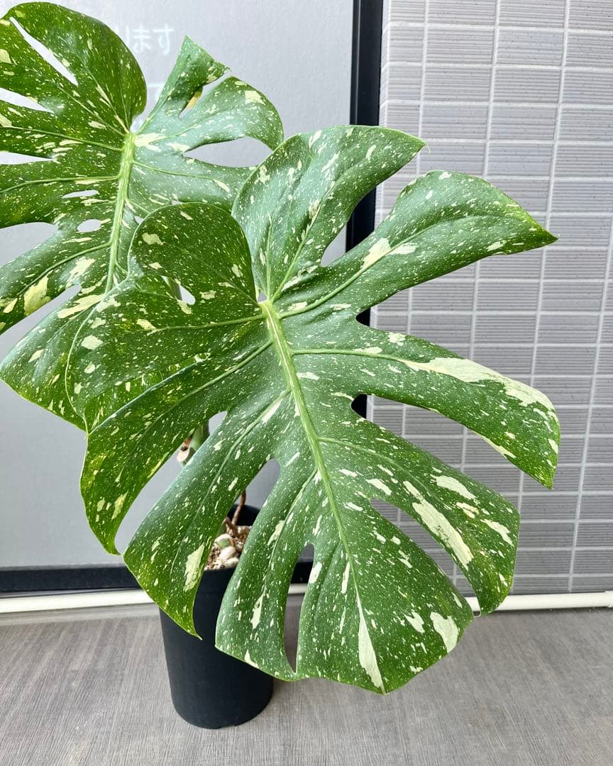 モンステラ タイコンステレーション 斑入り 幹立ち