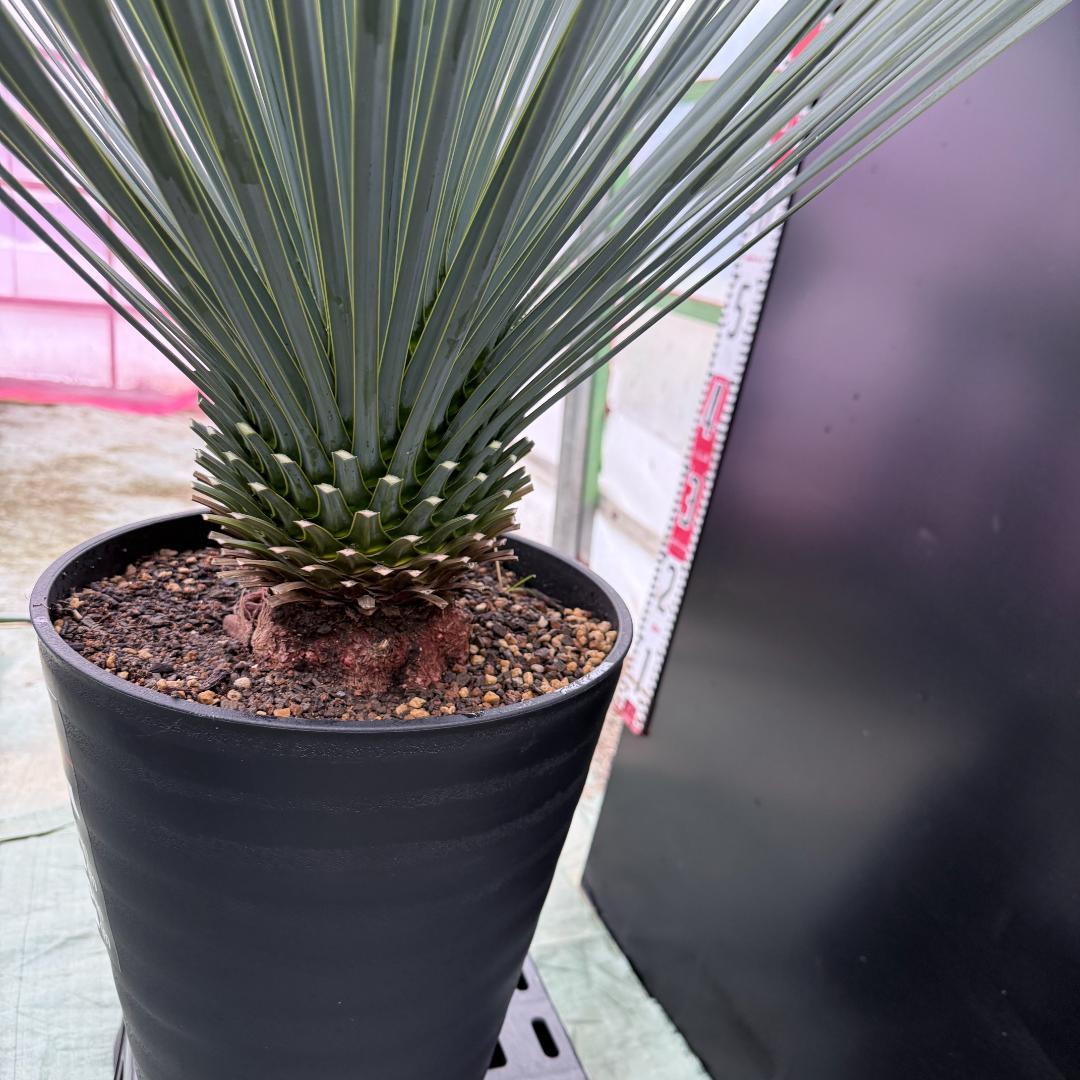 【AL1045】ユッカ　ロストラータ　ランチョブルー　数量限定販売