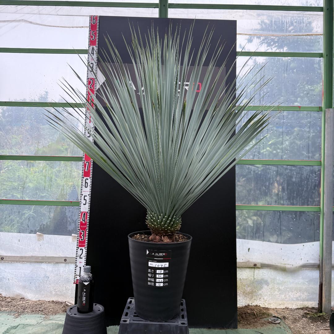 【AL1045】ユッカ　ロストラータ　ランチョブルー　数量限定販売