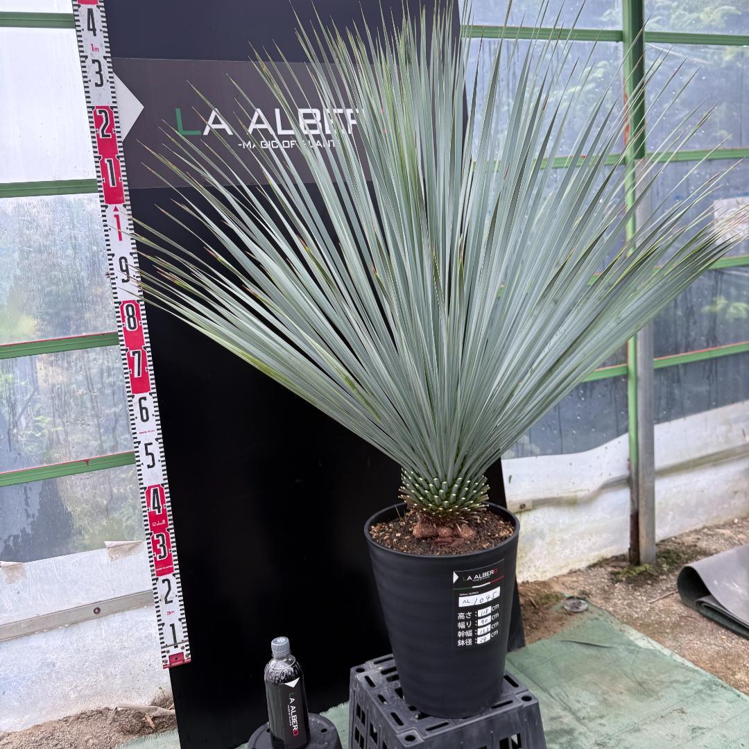 【AL1045】ユッカ　ロストラータ　ランチョブルー　数量限定販売