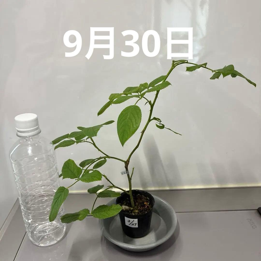 ⭐️購入前に必ずコメントをお願いします　47、バラ苗　美しい