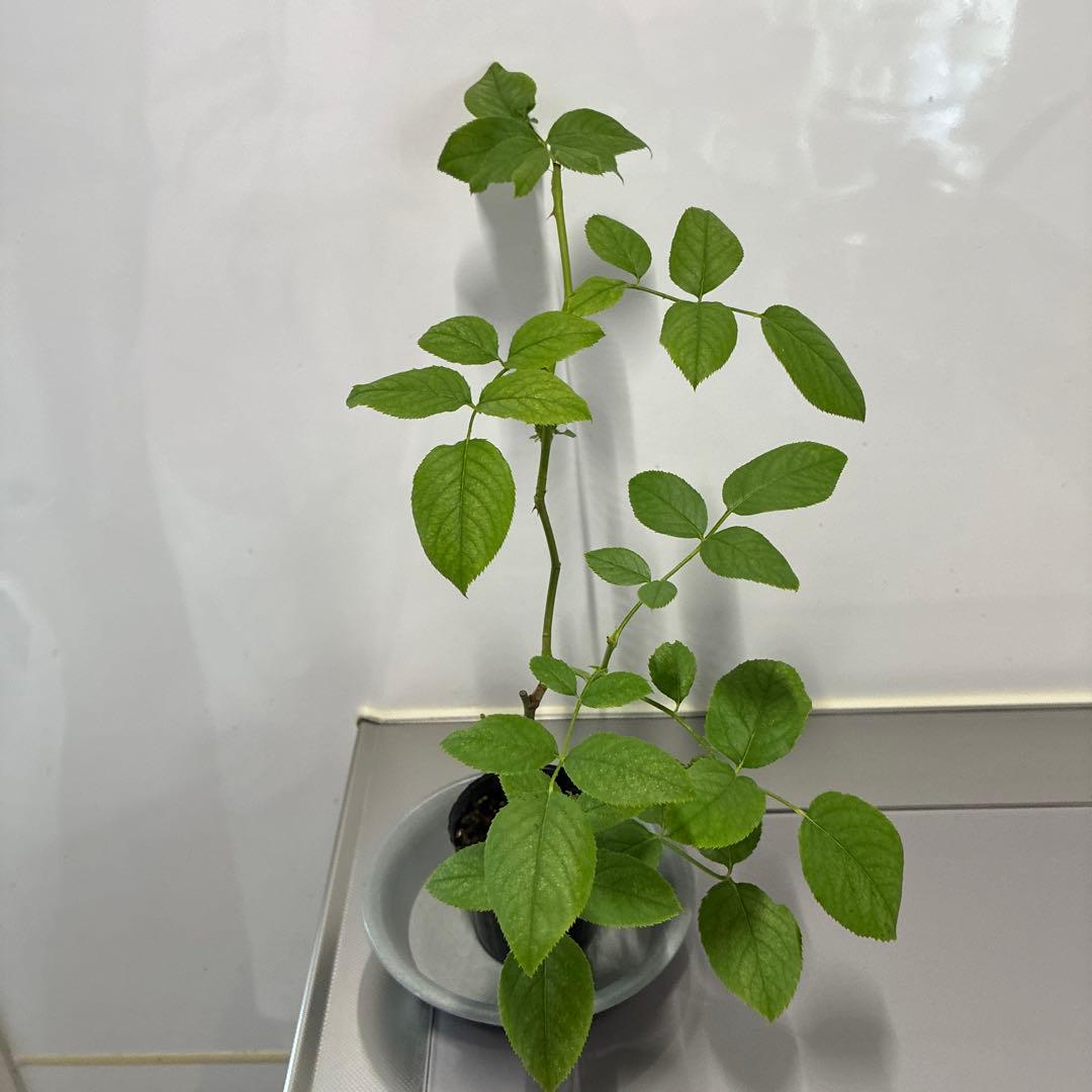 ⭐️購入前に必ずコメントをお願いします　47、バラ苗　美しい