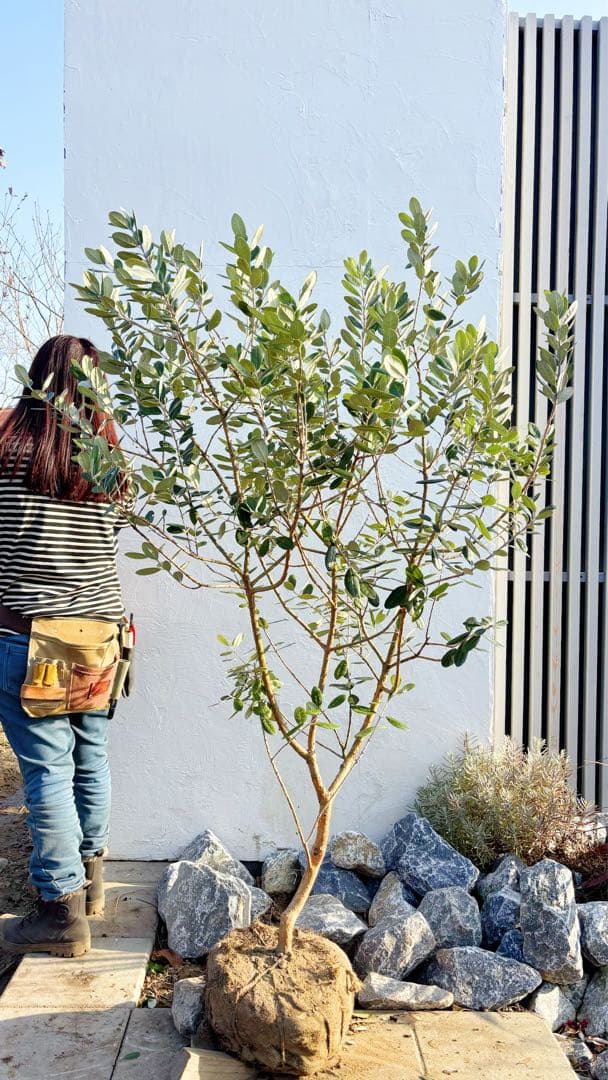 超美形。仕立てフェイジョア1.7M(鉢底から)