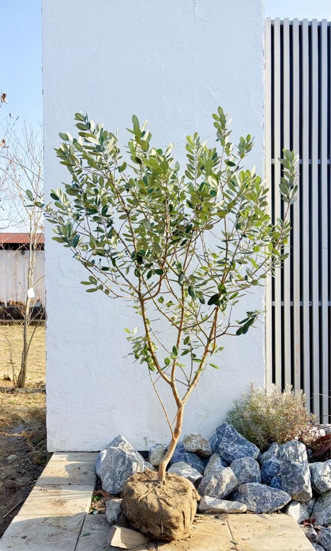 超美形。仕立てフェイジョア1.7M(鉢底から)