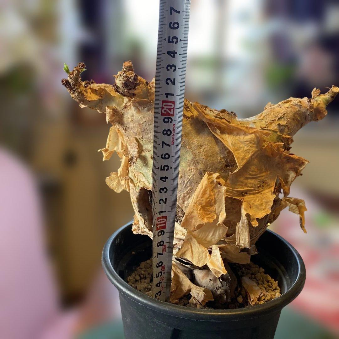 珍キフォステンマ マクロプス 大大 現地球