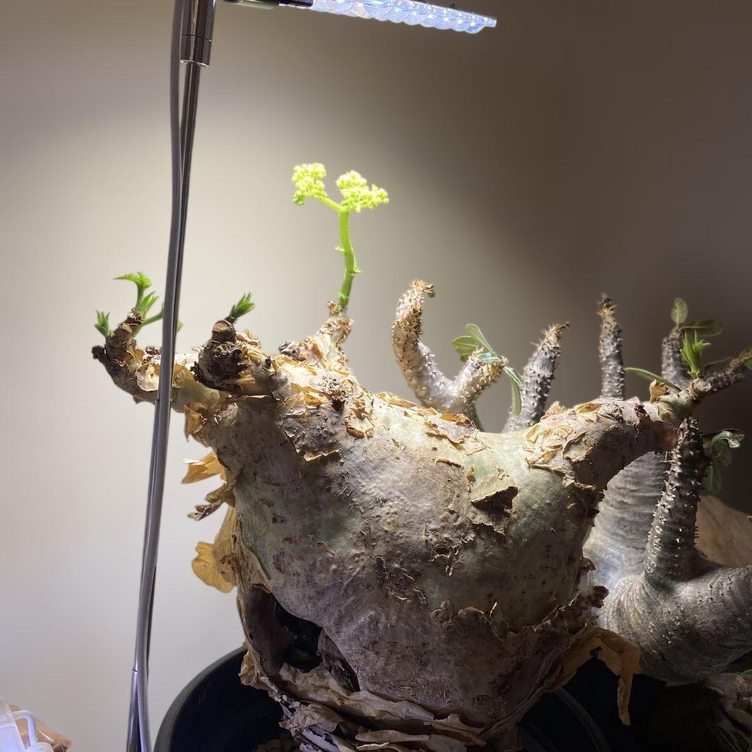 珍キフォステンマ マクロプス 大大 現地球