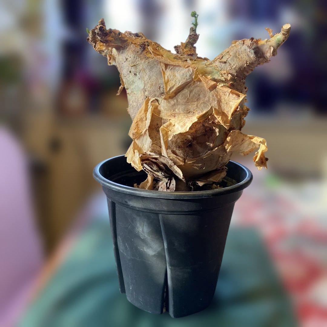 珍キフォステンマ マクロプス 大大 現地球