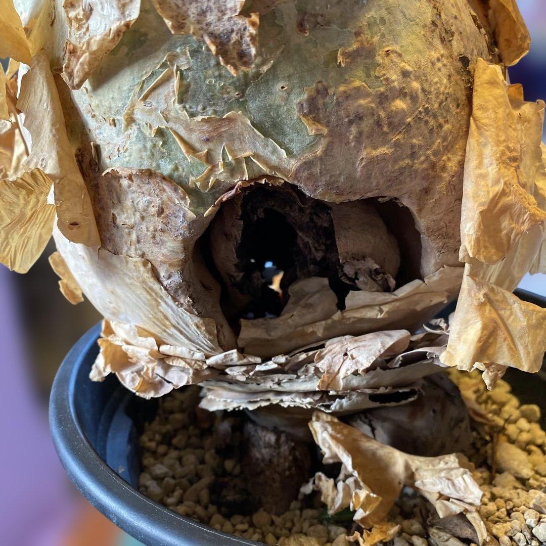 珍キフォステンマ マクロプス 大大 現地球