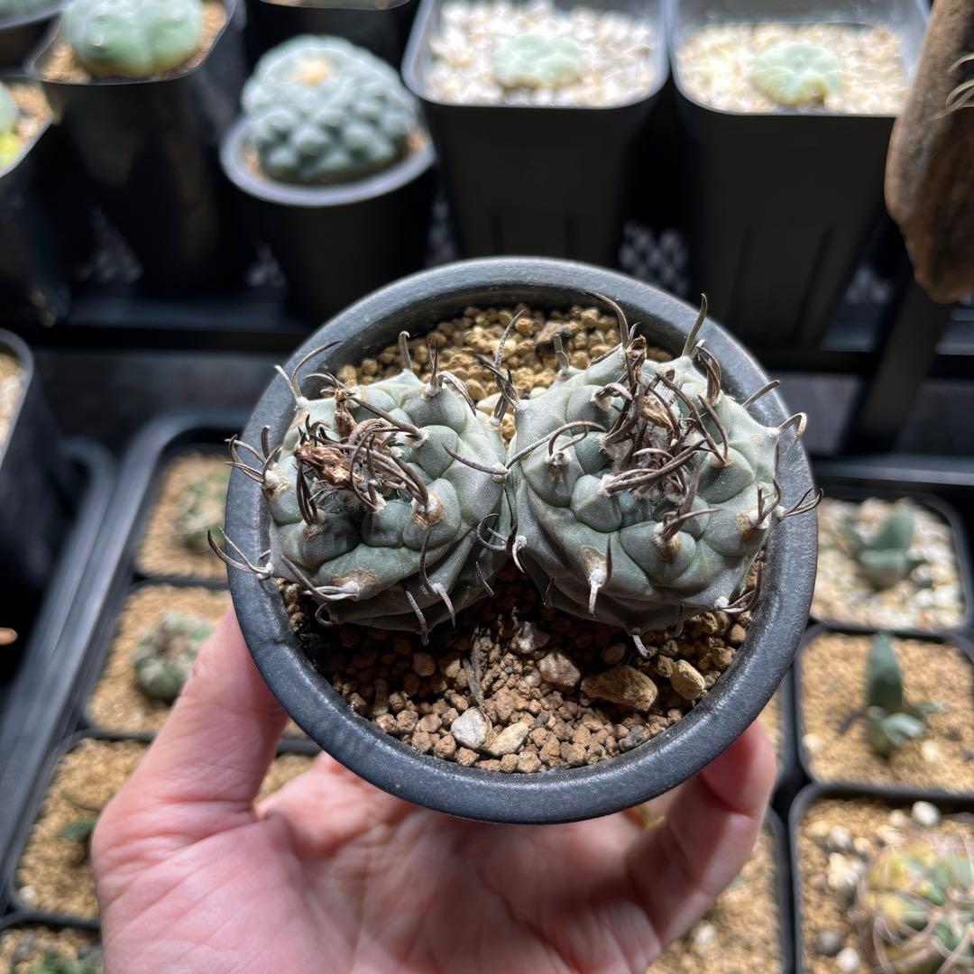 ツルビニカルプス　二頭　双頭　ダブルヘッド