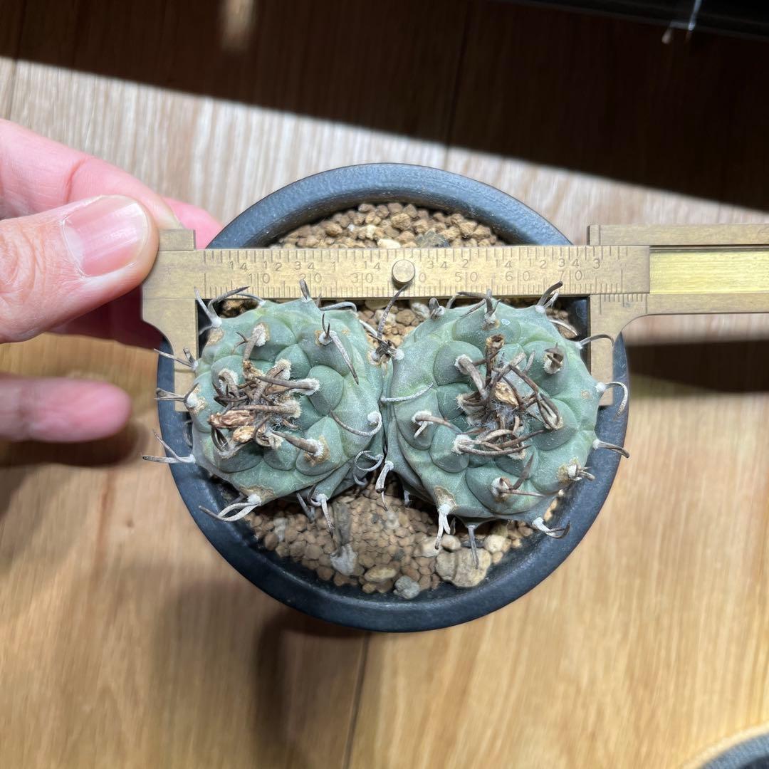 ツルビニカルプス　二頭　双頭　ダブルヘッド