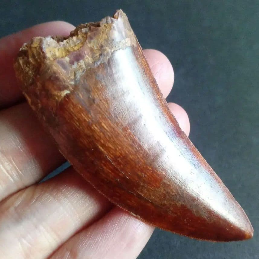 アロサウルス上科　カルカロドントサウルス　特大　歯化石　美麗標本