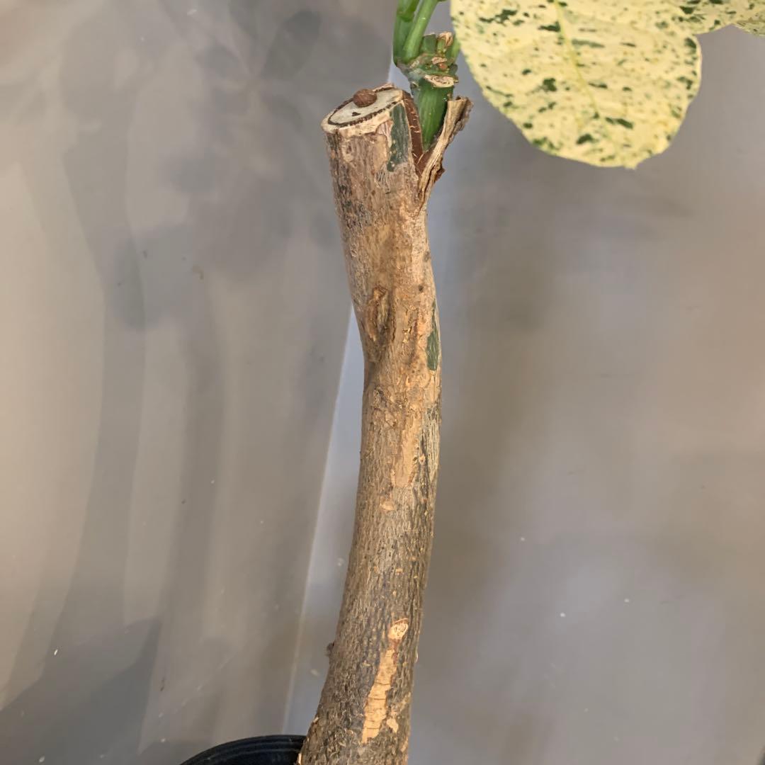 パキラ ミルキーウェイ 2