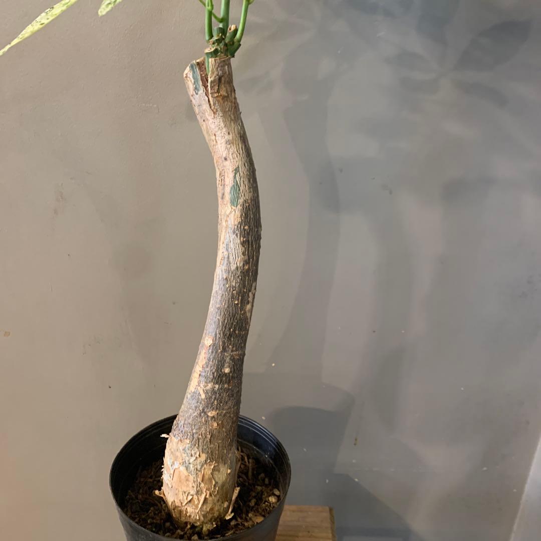 パキラ ミルキーウェイ 2