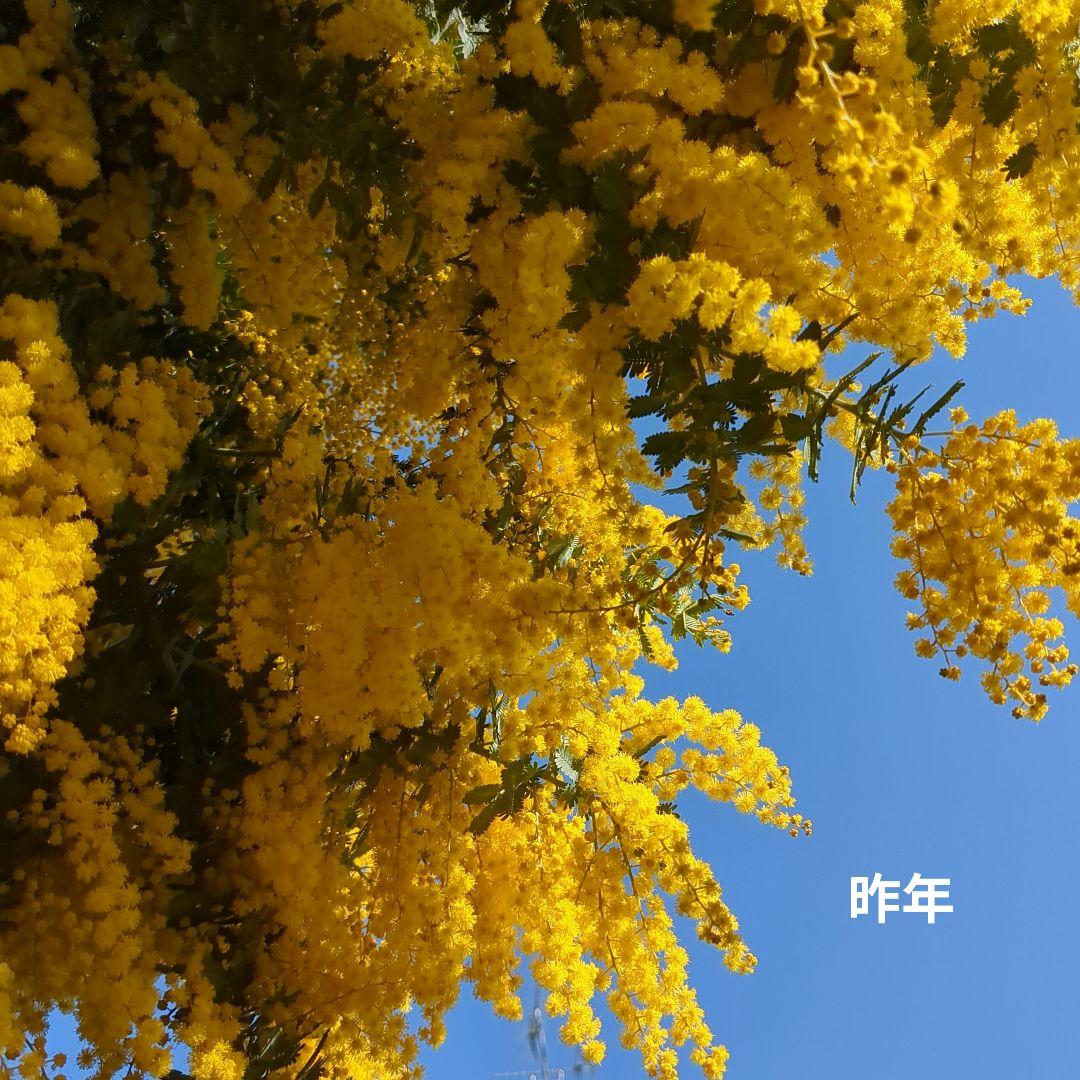 今年も✨フレッシュミモザを花束にして✨ 販売します(２月下旬以降〜)