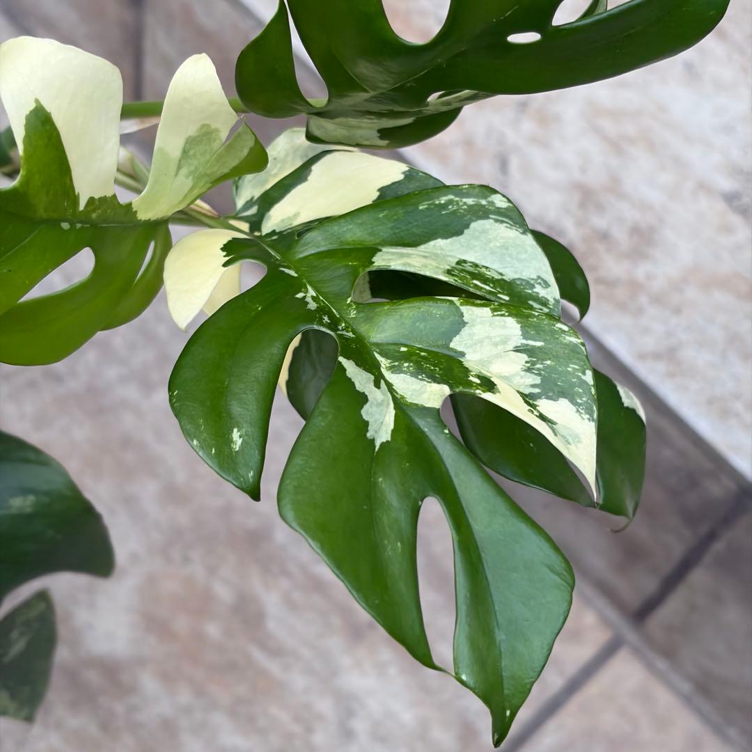 【セール】モンステラ　ヒメモンステラ　約4号鉢　No.001　鉢、送料込