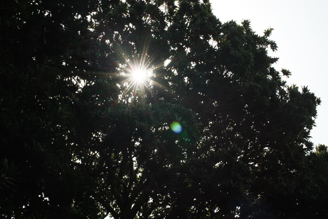 【極美品】動作◎ ニコン Ai Nikkor 50mm F1.2 980