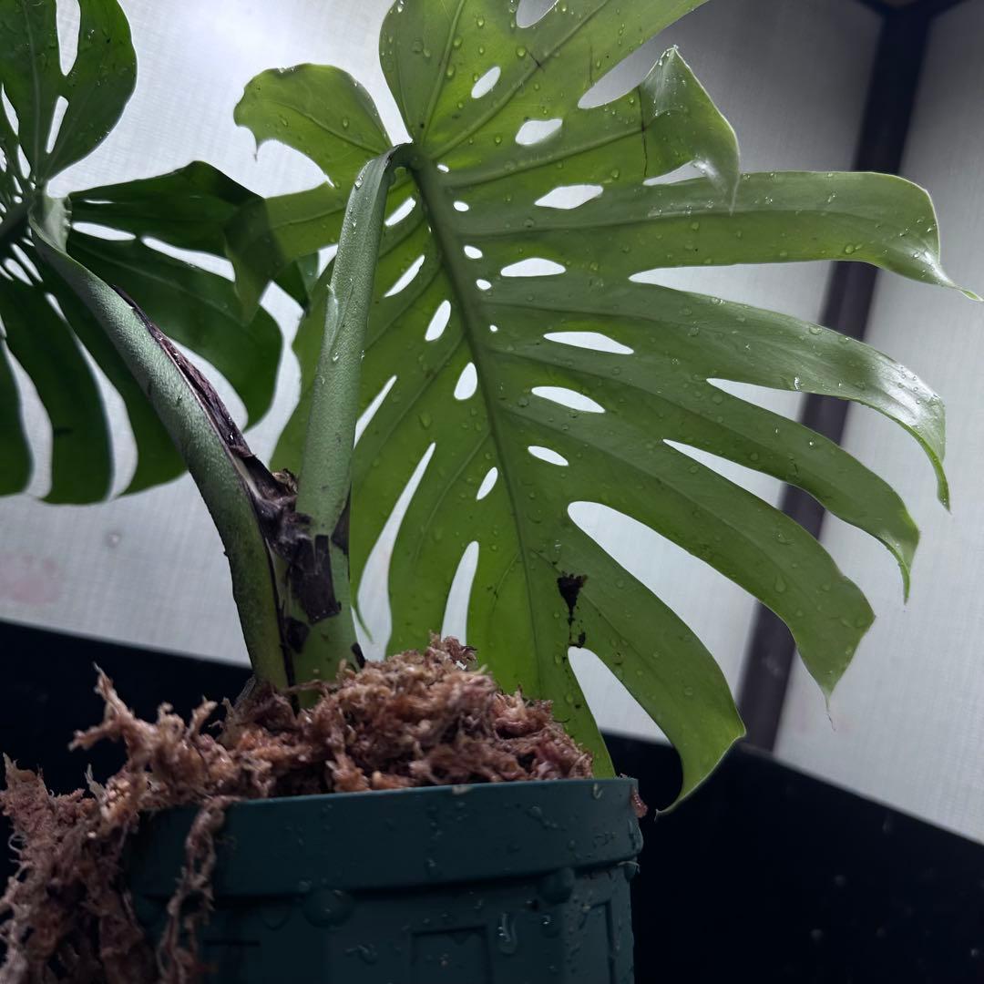 も*ぎ様 モンステラデリシオーサマクロコズム超希少系統鉢植え40㎝