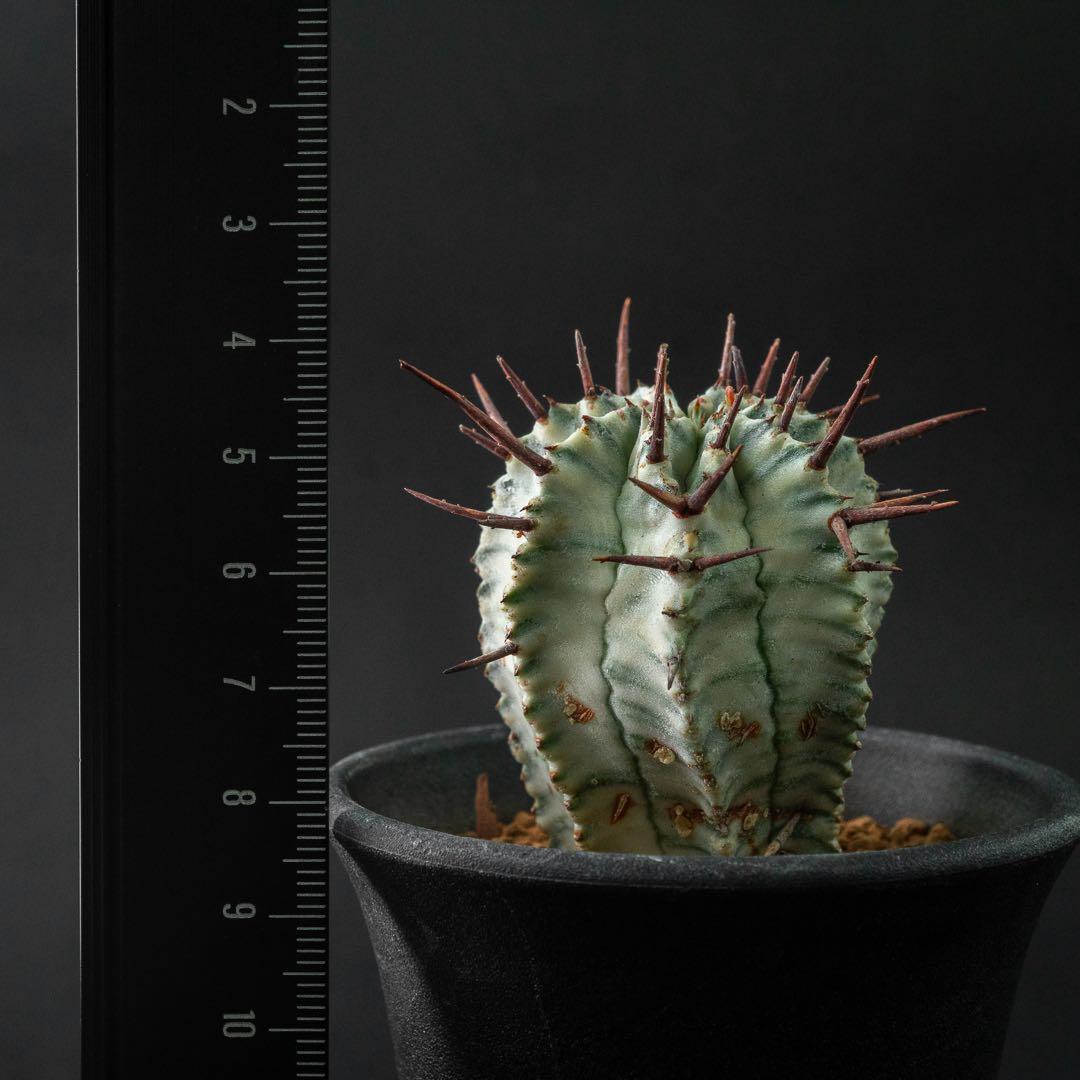 ユーホルビア ホリダ 錦 （実生） #196