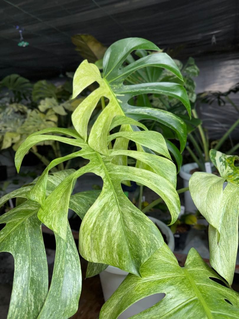 モンステラ　ボルギシアナ　x デリシオーサ　ミント　超美斑入り作品株