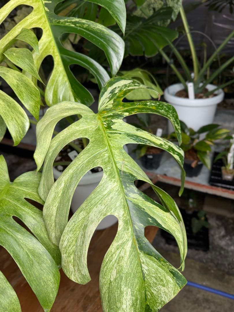 モンステラ　ボルギシアナ　x デリシオーサ　ミント　超美斑入り作品株
