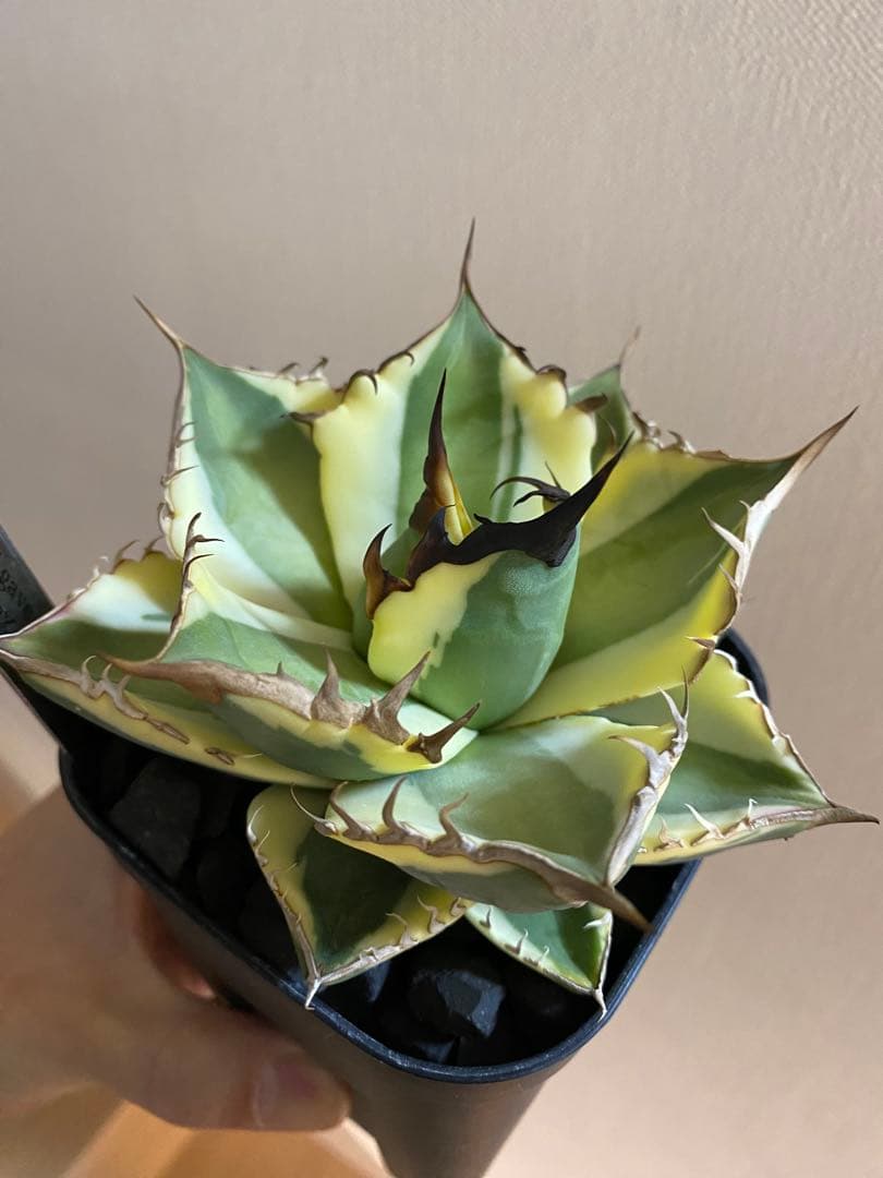 アガベ チタノタ スナグルトゥース