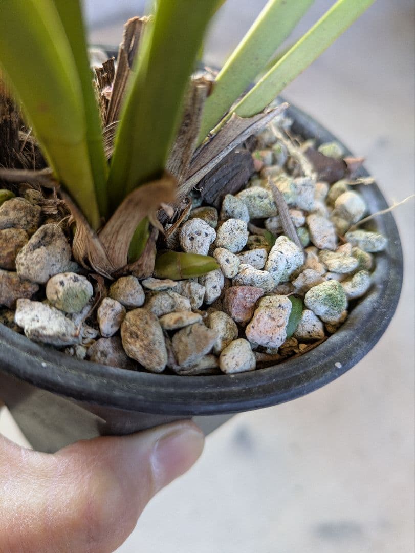 キンリョウヘン　白花３鉢　日本蜜蜂　誘引