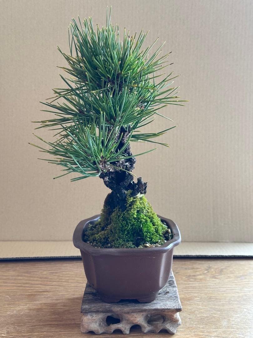 盆栽 小品盆栽 錦松(夢錦)-7