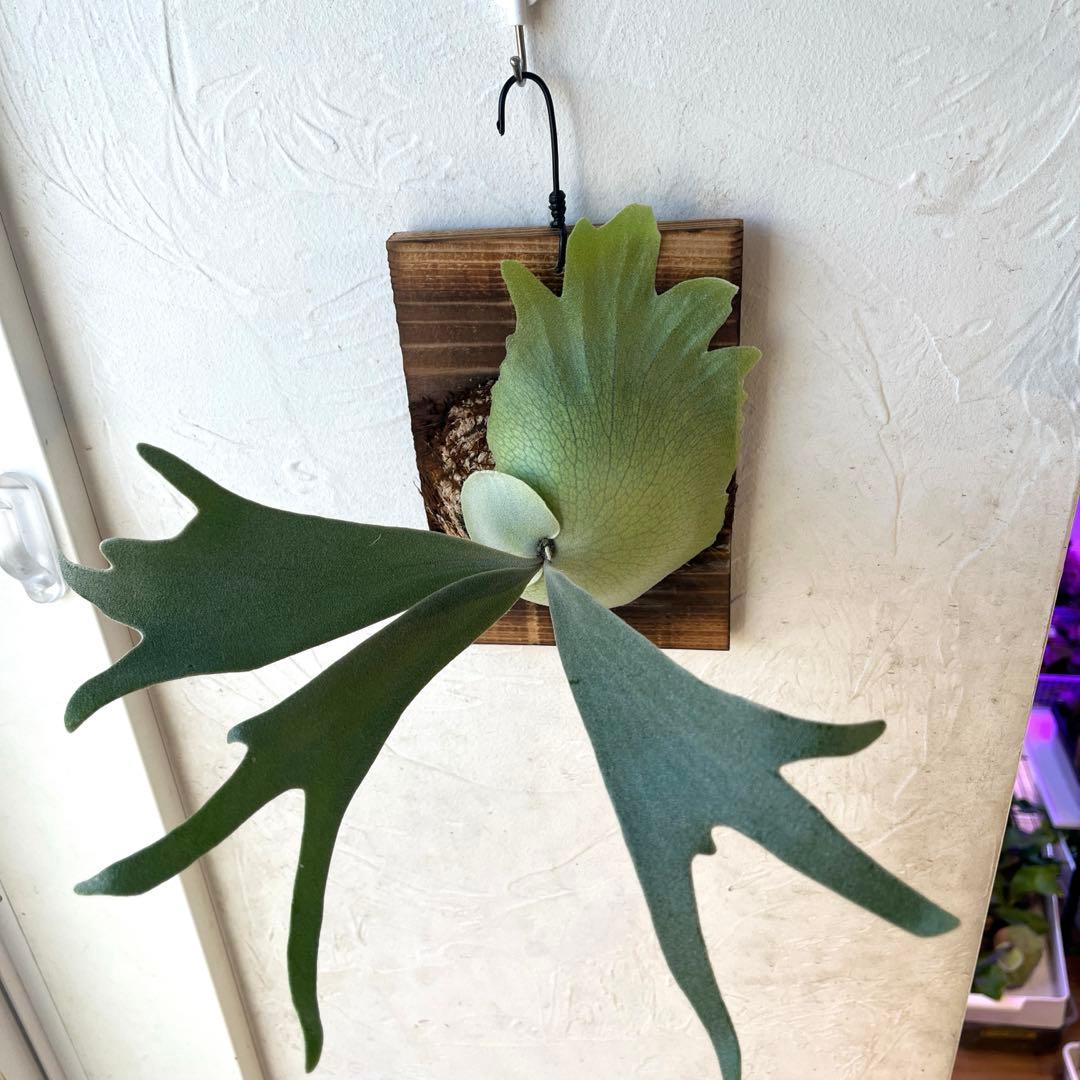 ビカクシダ　ウィリンキー　月光爪哇　子株　板付