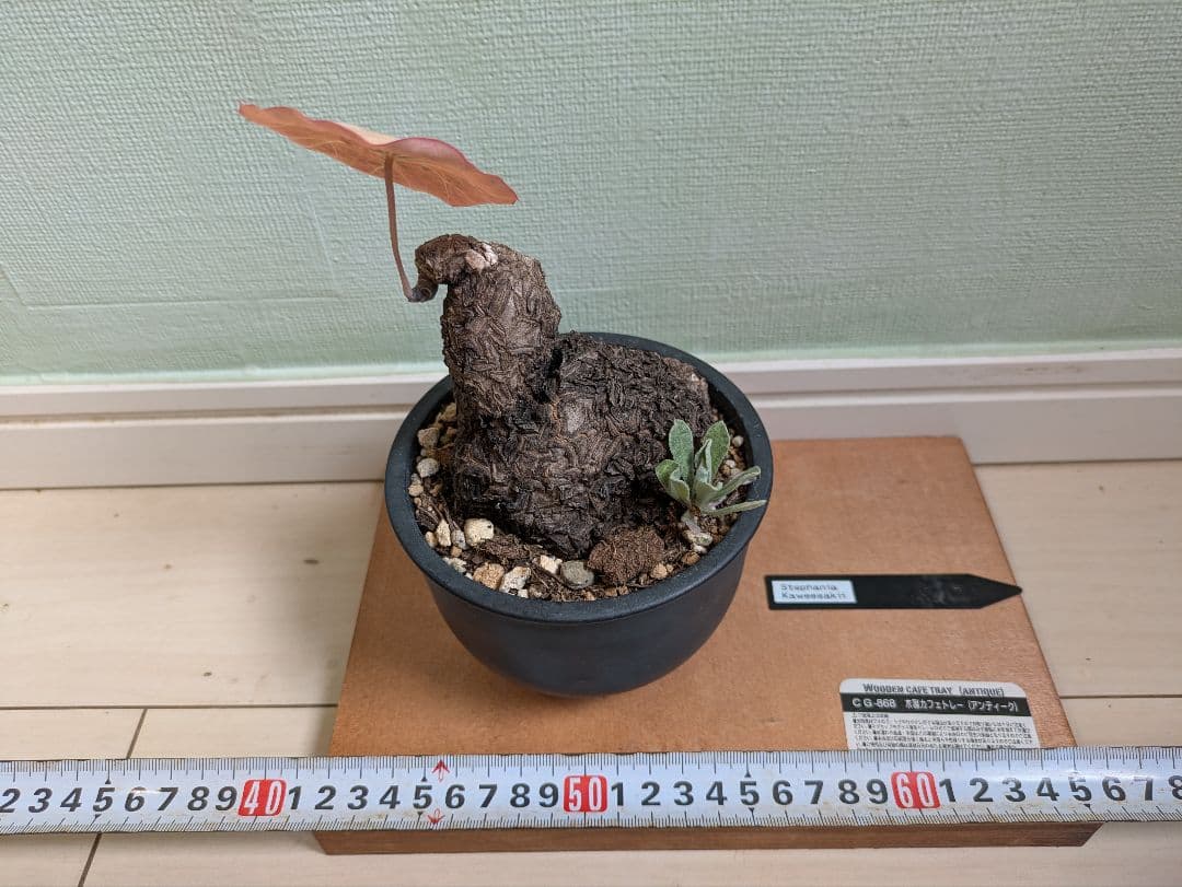 アクセラシルバー　ステファニアカウィーサキー