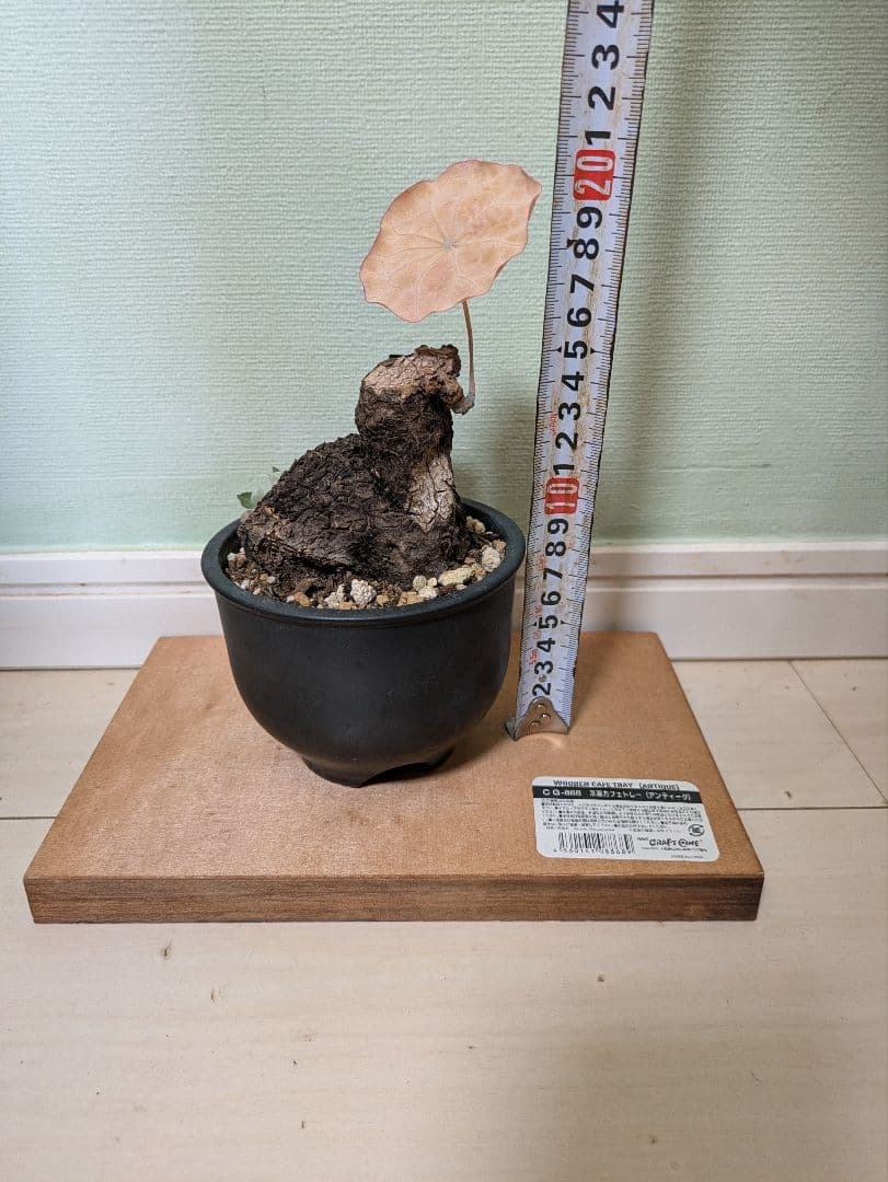 アクセラシルバー　ステファニアカウィーサキー