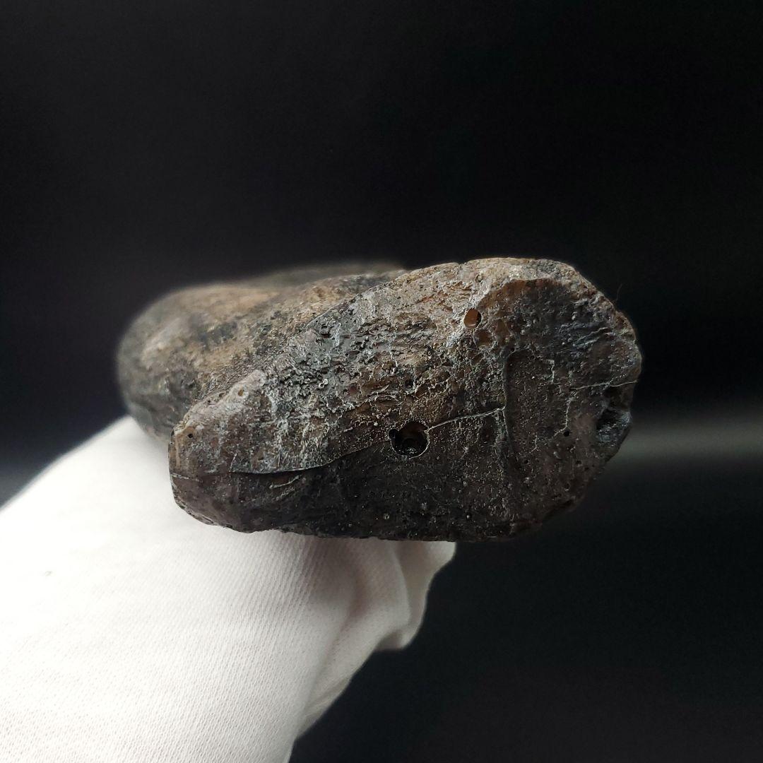 スピノサウルス 爪 レプリカ 178.54mm spr1