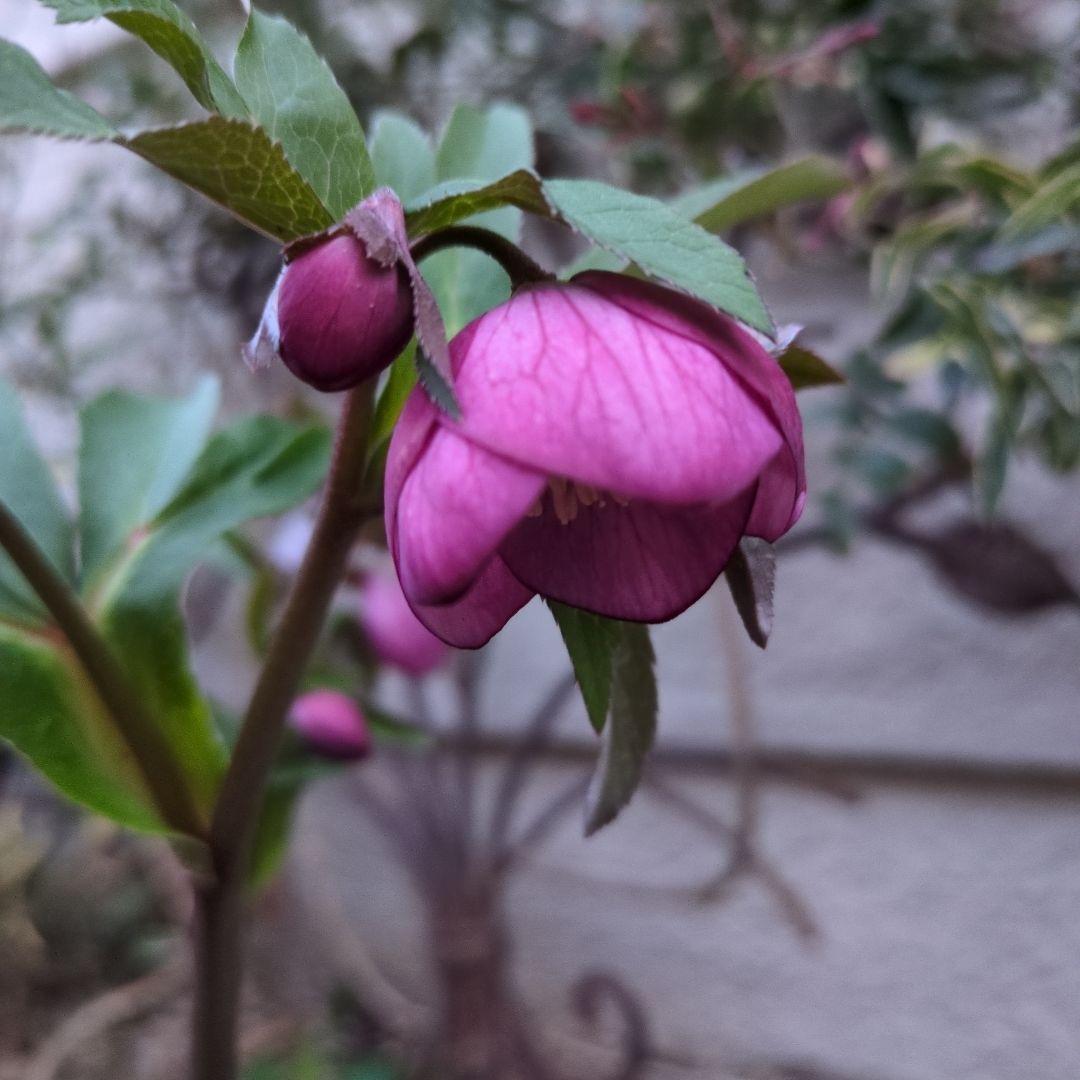 まい大和園 ❤️ 抹茶パステリッシュトレイン❤️クリスマスローズ3苗セット