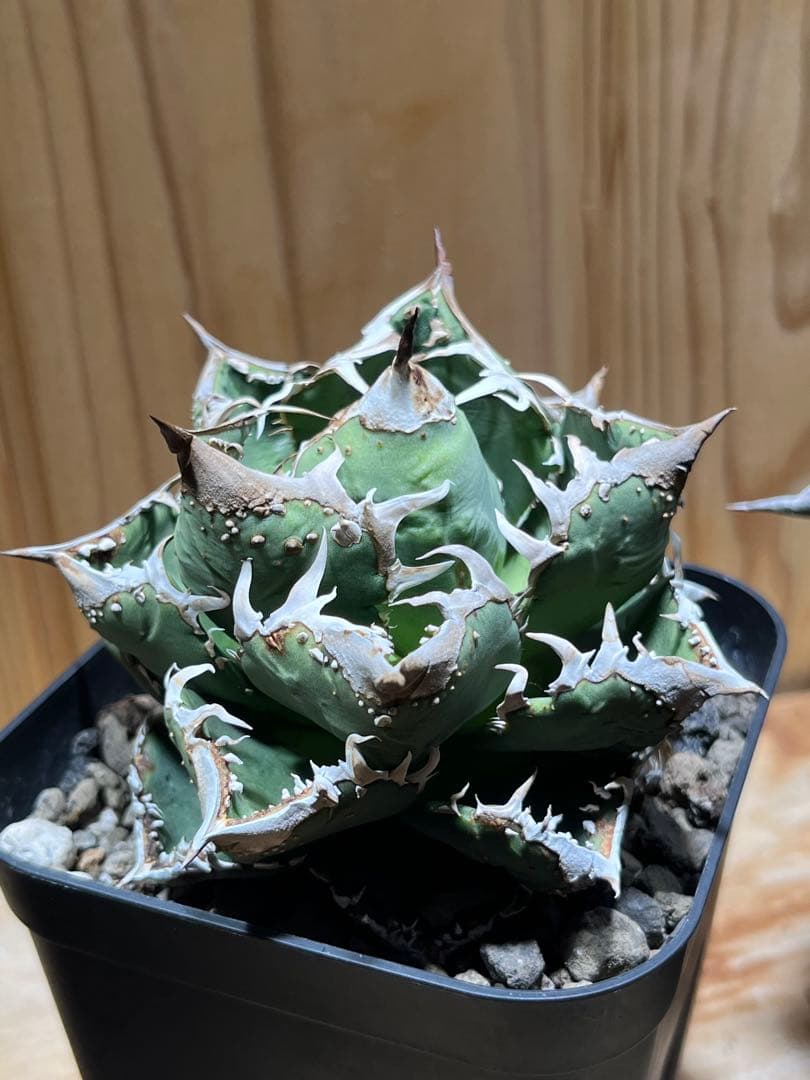 アガベ　チタノタ　金蟾　キンセン　OC ブツブツ