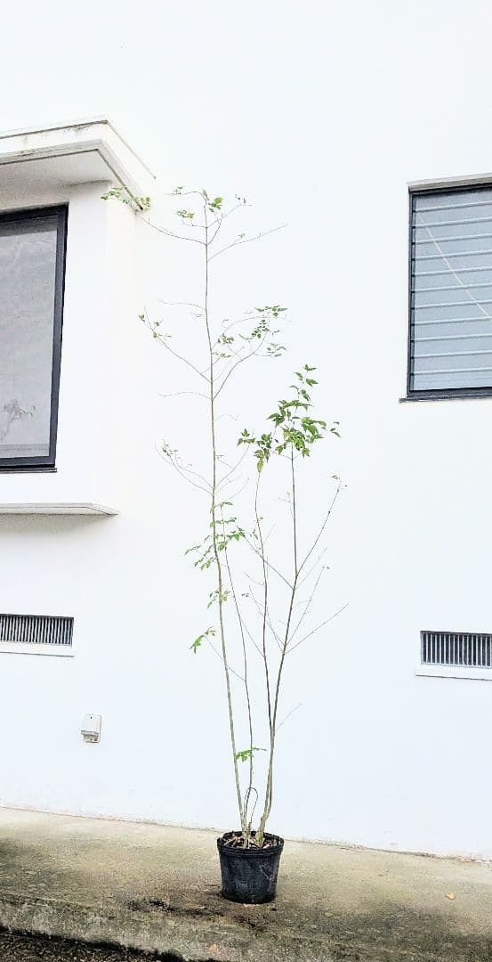 端正。山採りアオダモ。