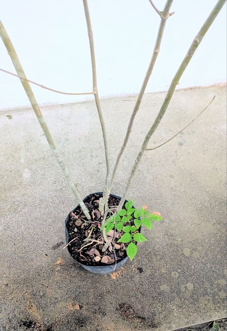 端正。山採りアオダモ。