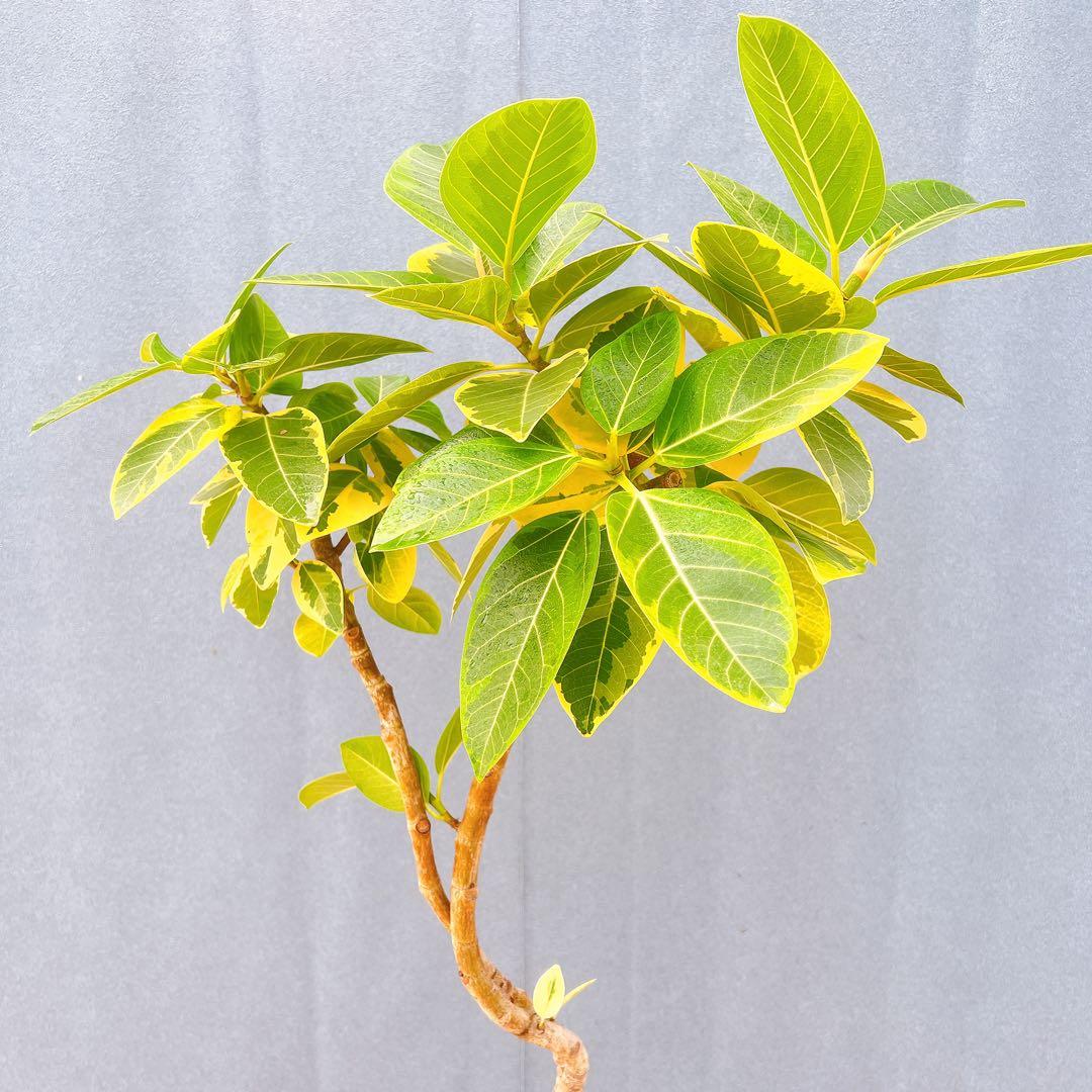 現品　フィカス　ゴムの木　アルテシマ　曲がり　9番　観葉植物　インテリアグリーン