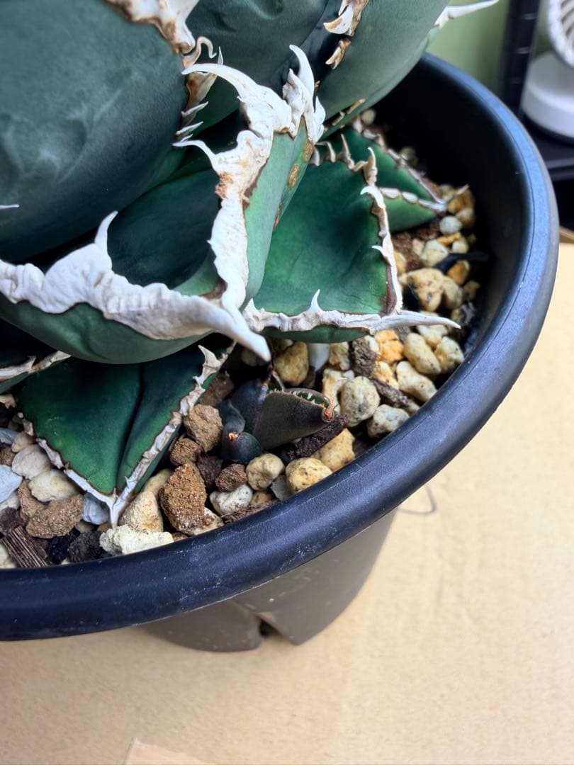 アガベ　狼人大株　子株付き