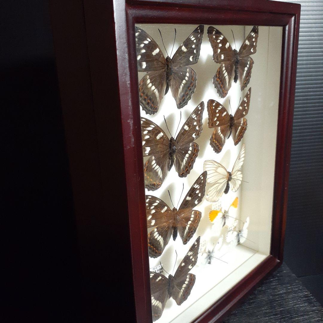 蝶標本　オオイチモンジ、クモマツマキチョウ、ミヤマシロチョウ(♀)標本箱入り