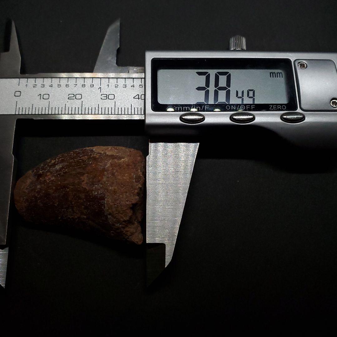 カルカロドントサウルス 歯 化石 本物 モロッコ産 38.49mm  fca17