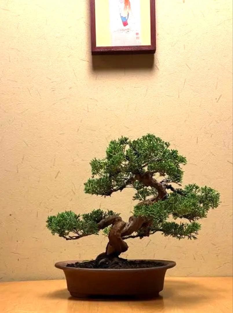 真柏盆栽　フォロワー様140人記念‼️バランスが良いです。